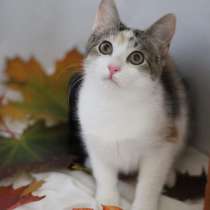 Юная кошечка, которая очень много мурлыкает, в Санкт-Петербурге