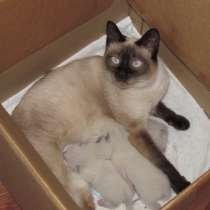 Сиамульки, в Крымске