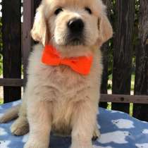 Щенки золотистого ретривера, в г.Киев