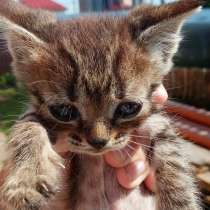 Котята в добрые руки, в Балашихе