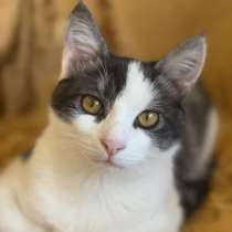 Замечательный котенок Лунтик ищет дом!, в Москве