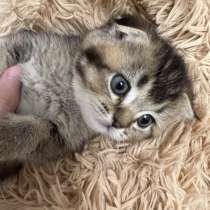 Котик ищет друзей), в г.Ташкент