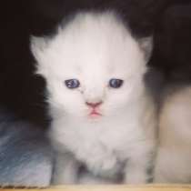 Reinrassig perserkatze Baby, в г.Bahlingen