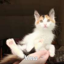 Котята 3 мес, отдам в дар, в добрые руки, в Калуге