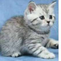 Шотландские котята в продаже и к брони, в г.Комрат