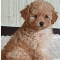 Той пудель. Apricot, в г.Грюнберг