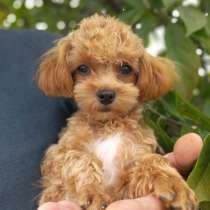 Мальтипу. Мини, в г.Brucken