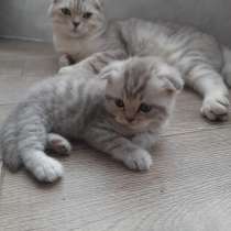 Шотландские котята, в Туле