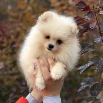 Померанский шпиц, в г.Рига