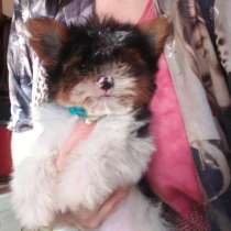 Бивер мальчик, в Москве