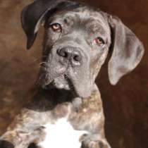 Щенки Кане Корсо от Импортных родителей, в Воронеже