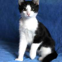 Очаровательный малыш Фунтик,домашний котенок-подросток в дар, в Москве