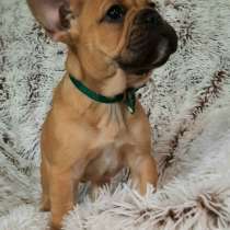 Французский бульдог щенки, в г.Белград