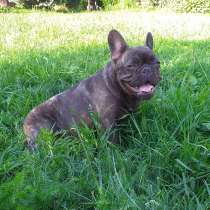 Мальчики французского бульдога, в Москве