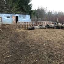 Овцы романовские и местные, в Чебоксарах