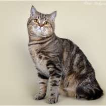 Продается котик-производитель, в Кисловодске