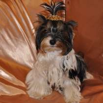 мальчик и девочка бивер йоркширского терьера, в Симферополе