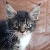 Maine Coon Male Marco, в г.Рига