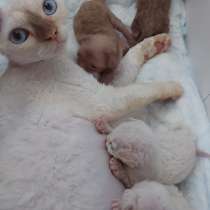 Котята девонята, в Новосибирске