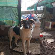 Молодой красавчик, в Симферополе