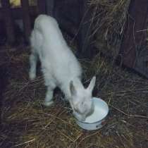 Продам козлят возраст месяц, в Тюмени