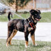 Барни, милый, ласковый,мегаобаятельный щеночек в добрые руки, в Москве