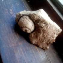 Яйцо очень древней протоптицы или протоулитки, в Калининграде