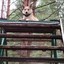 ИЩЕМ ДОМ СОБАЧКЕ, в Ярославле