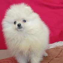 Померанский шпиц. Мини, в г.Прага