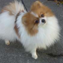 Мини мальчик -померанчик, в Симферополе