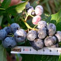 Голубика Afine BlueBerry! Chișinau Кишинев Moldova Молдова, в г.Кишинёв