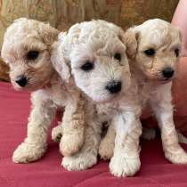 Щенки пуделя, в г.Нагария