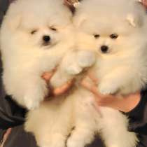 Померанский шпиц, в г.Kerspleben