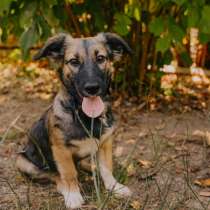 Маленькая собачка Китти, в г.Амстердам