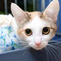 Кошечка Алиса, в Москве