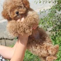 Той пудель. С документами, в г.Эмден