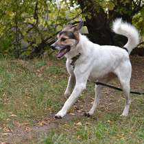 Молодой, крупный, воспитанный пес Тарзан в добрые руки, в Москве