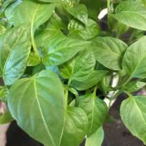 Перец рассада, в Щербинке