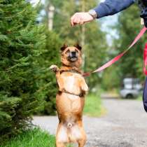Маленький хорошенький пёс, в Санкт-Петербурге