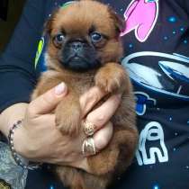 Очаровательная девочка пти-брабансон, в Москве