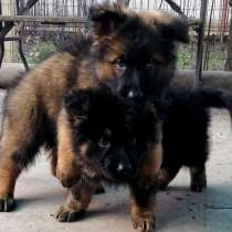 Щенок немецкойй овчарки длинношерстной темно зонарного окрас, в Москве