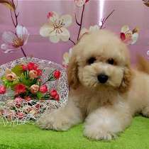Poodle. Apricot boy, в г.Arkebek