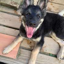 Спокойный щенок с необычной внешностью, в Санкт-Петербурге