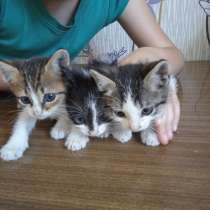 Отдам котят 1.5 месяца, в г.Мариуполь
