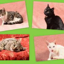 Четыре ласковых солнышка, суперпозитивные котята-подростки, в Москве