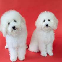 Щенки той пуделя, в г.Тель-Авив