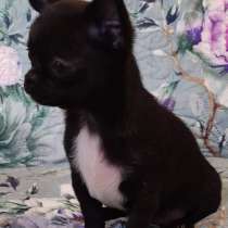 Чихуахуа, в г.Meyenburg