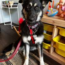 Глазки из сказки! Молодая домашняя собачка Нина в дар, в Москве