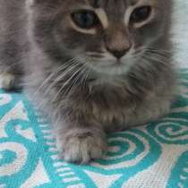 Красотка 2 месяца в ооочень добрые руки, в Таганроге