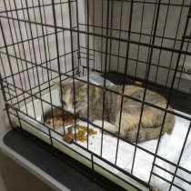 Отдам в хорошие руки, в Волгограде